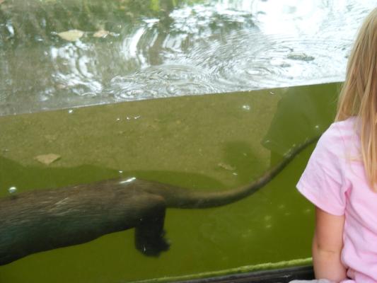 Sarah and an otter swimming by.