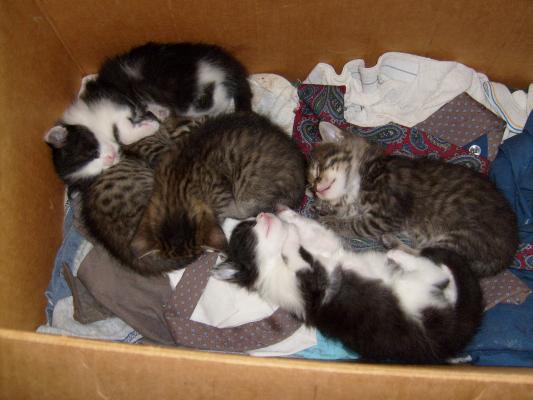 five kittens.