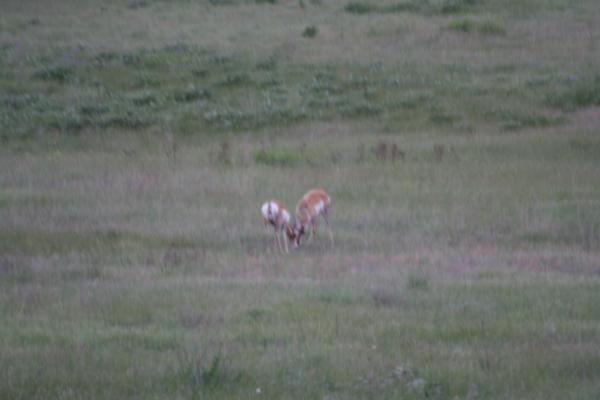 A couple of antelope.