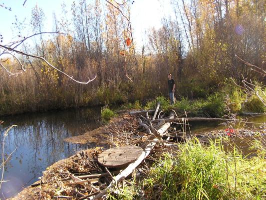 David walked across the beaver dam.