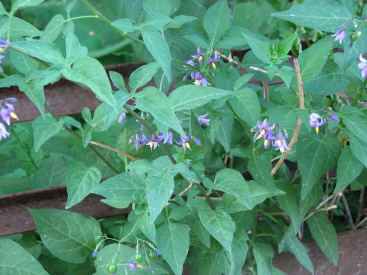 flora at Gallatin Valley Recreation Area