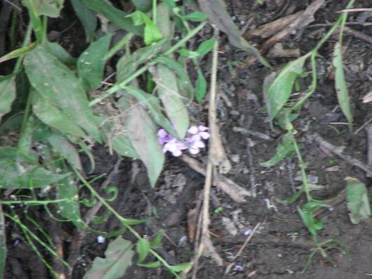 flora at Gallatin Valley Recreation Area