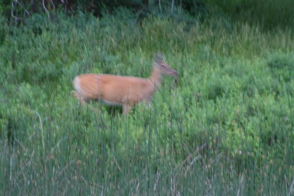 A deer.