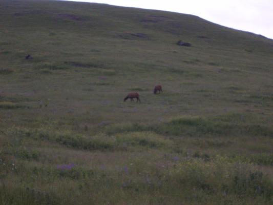 Elk on the Bison Range.