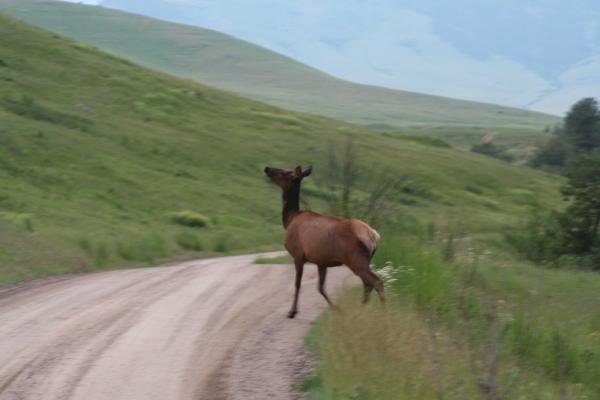 An elk crosses the road.