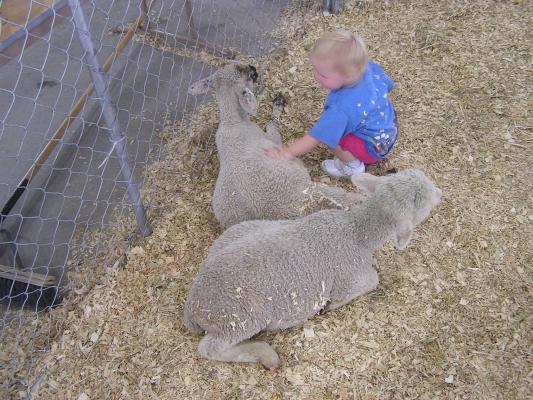 Sarah and some lambs at the fair.