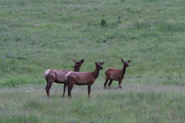 Some elk.