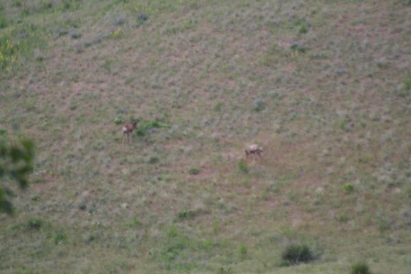 Some deer.