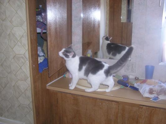 Our new cat Nimbus explores the bathroom