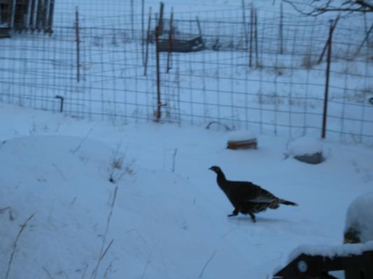 A turkey.