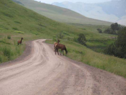 Elk on the road at the Bison Range.