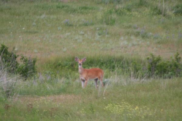 A deer.