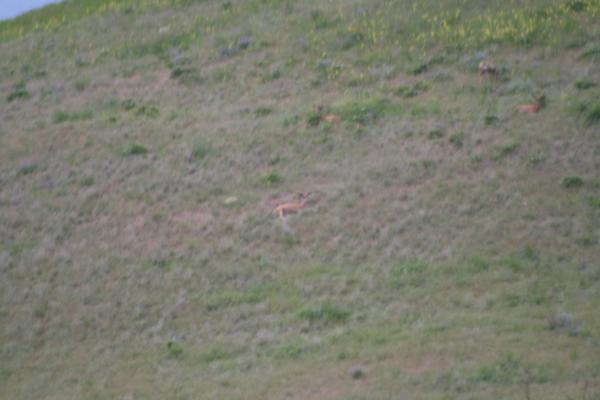 Another group of deer.
