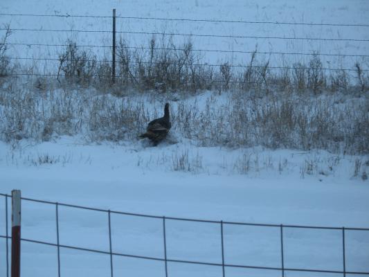 A turkey.
