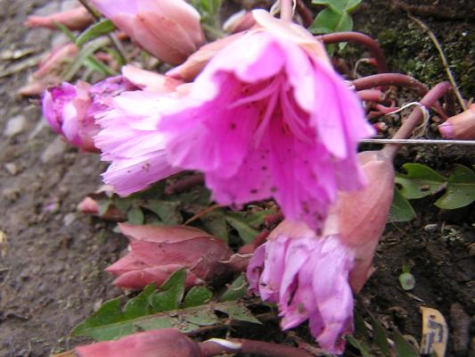 Bitterroot flowers