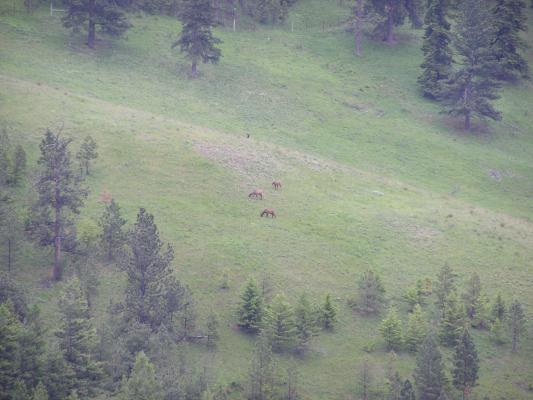 Four elk at the end of the trail.