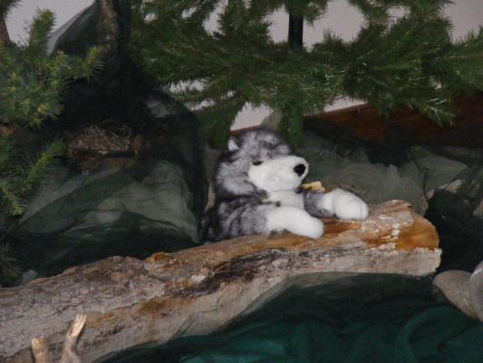 Wolf at VBS