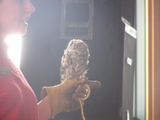 A screach owl.