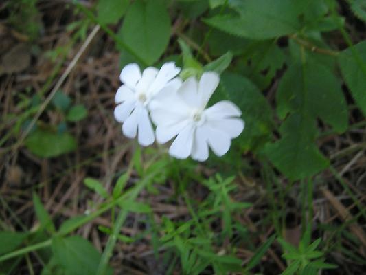 flowers at the Holiday campground