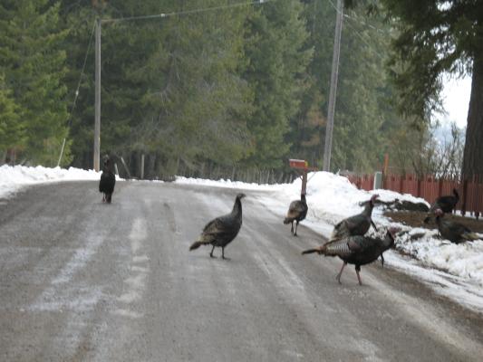 Turkeys on the road.