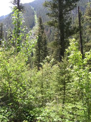 Gallatin National Forest.