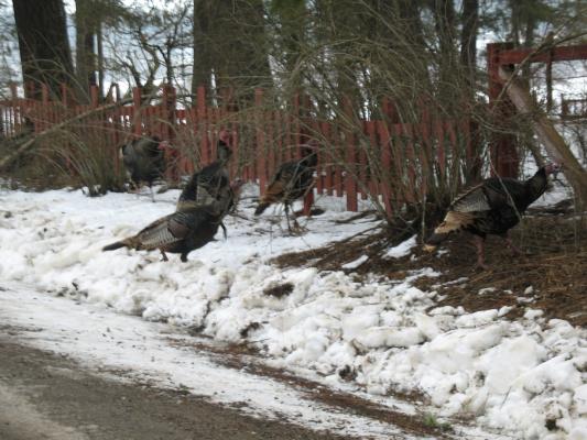 Turkeys by the road.