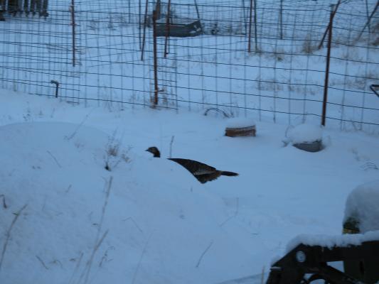 A turkey.
