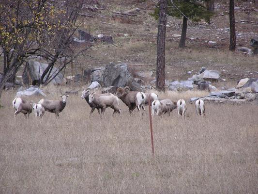 Big Horn Sheep near Thompson Falls