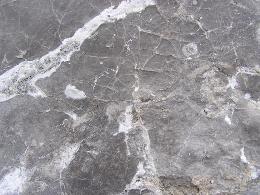 More fossils