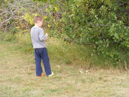 Noah picking choke cherries