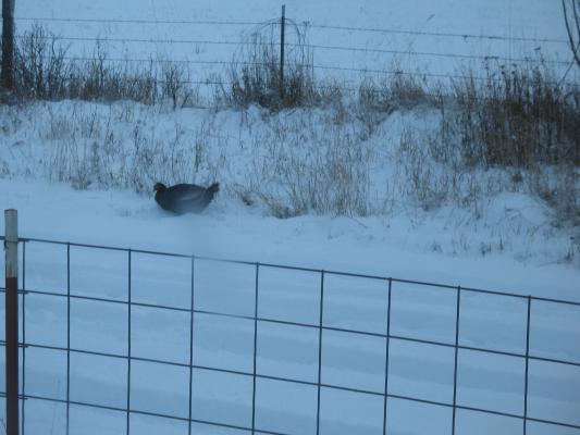 A turkey.