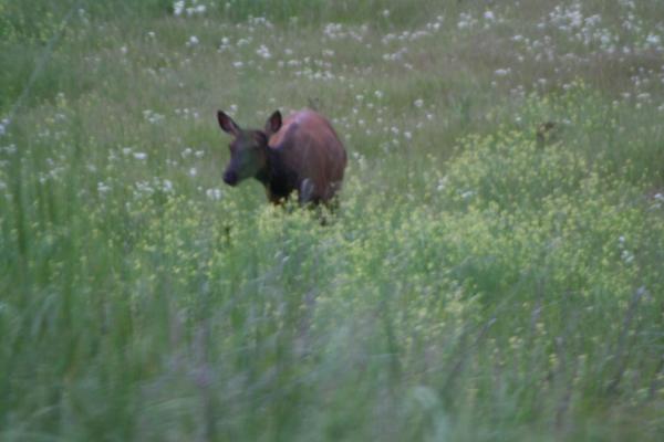 An elk.