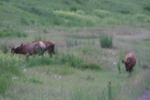 Some elk.