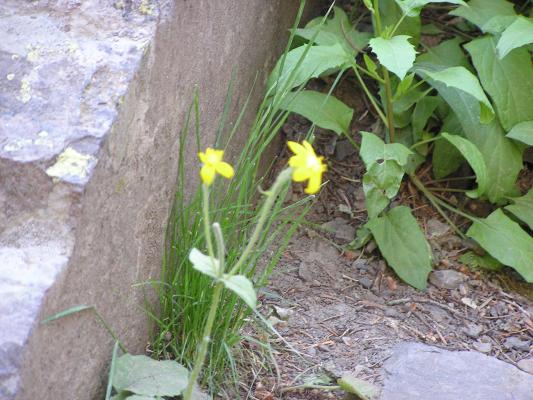 wildflowers