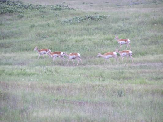 Antelope at the Bison Range.