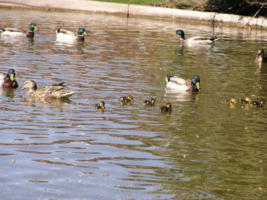 There's lots of baby ducks at the University.
