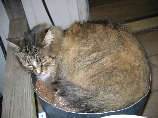 Grampa Wright's kitty.