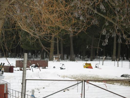 Deer running away from Grandpa's house