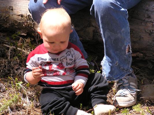 Noah found an interesting fir cone