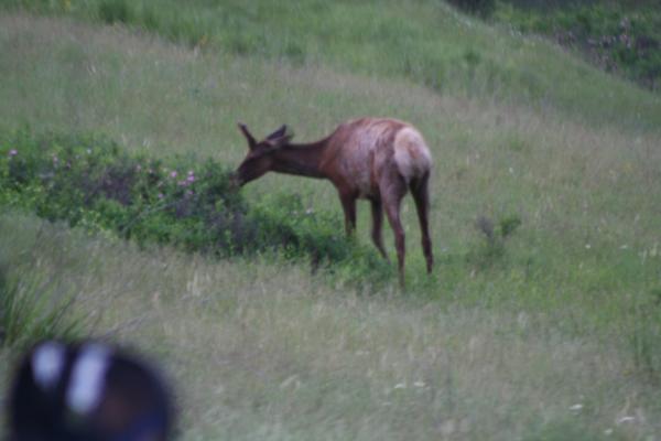 An elk.