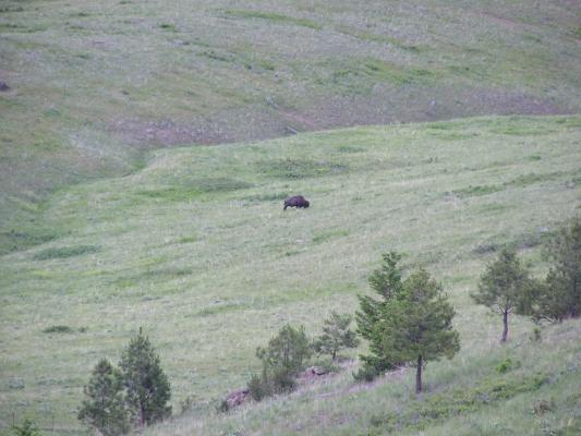 A buffalo at the Bison Range.