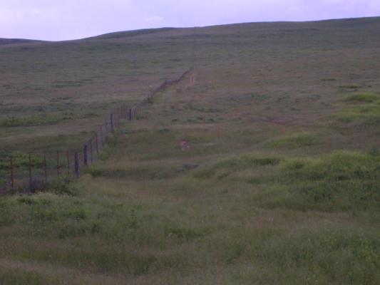 A deer.