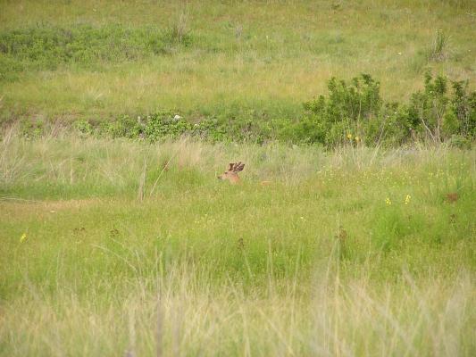 It's a deer.