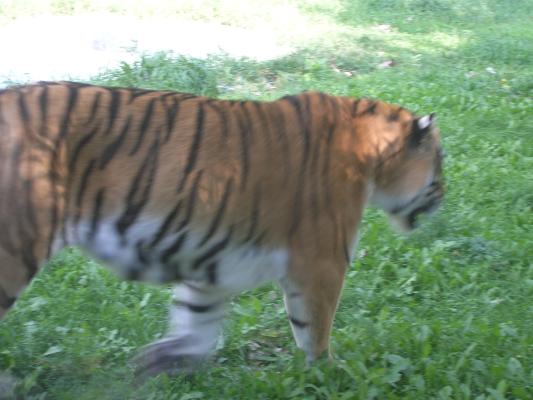 Zoo Montana 2006