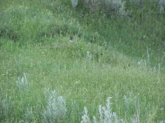 pheasant