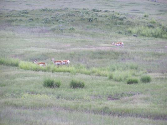 A bunch of antelope.