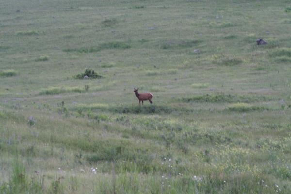 An elk.