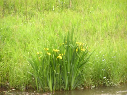 Flowers on the bank of Mission Creek.
