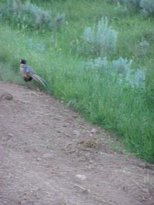 pheasant