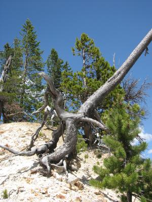 Twisted Tree.